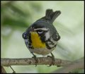 _7SB4027 yellow-throated warbler